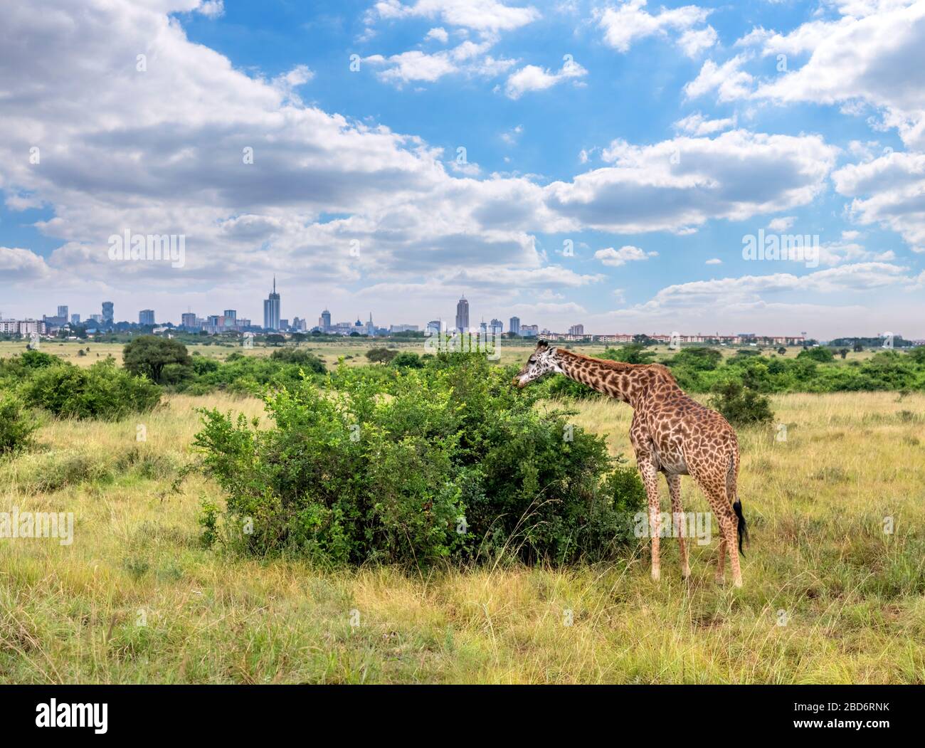Masai giraffe (Giraffa camelopardalis tippelskirchii) con lo skyline della città dietro, Nairobi National Park, Kenya, Africa orientale Foto Stock