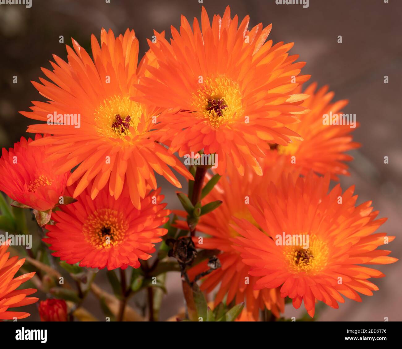 Fiori di piante di ghiaccio arancione, (Lampranthus aurantiacus schwantes)  Jersey, Isole del canale Foto stock - Alamy