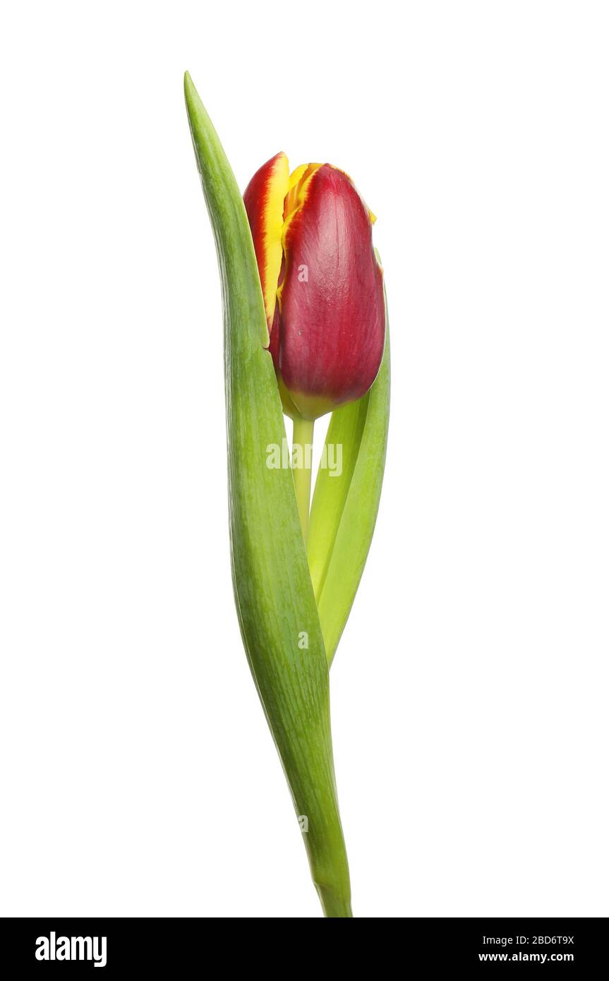 Singolo profondo rosso e giallo tulipano fiore isolato contro il bianco Foto Stock