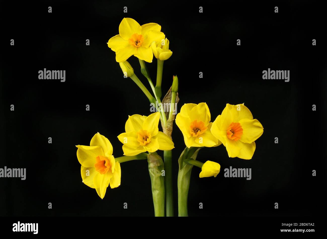 Soleil D'Or narciss fiori isolati contro il nero Foto Stock