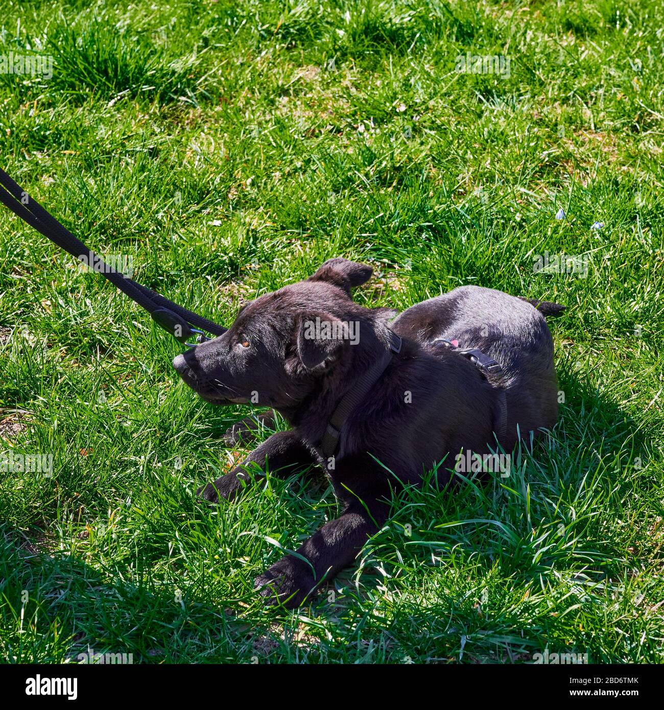 Vedete un giovane pastore nero su un prato al sole. Foto Stock