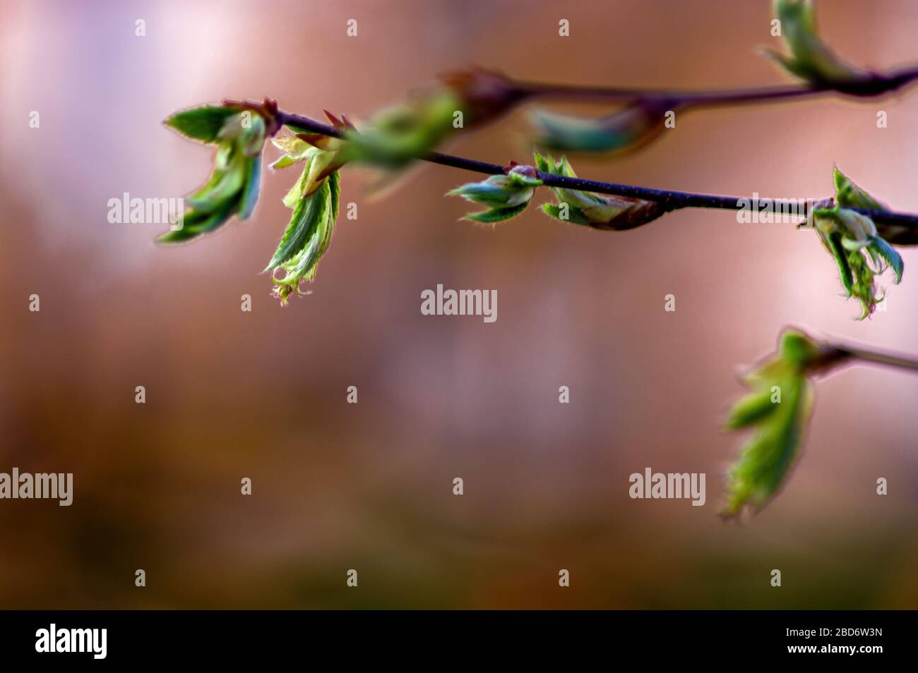 Concetto natura : gemme in primavera Foto Stock