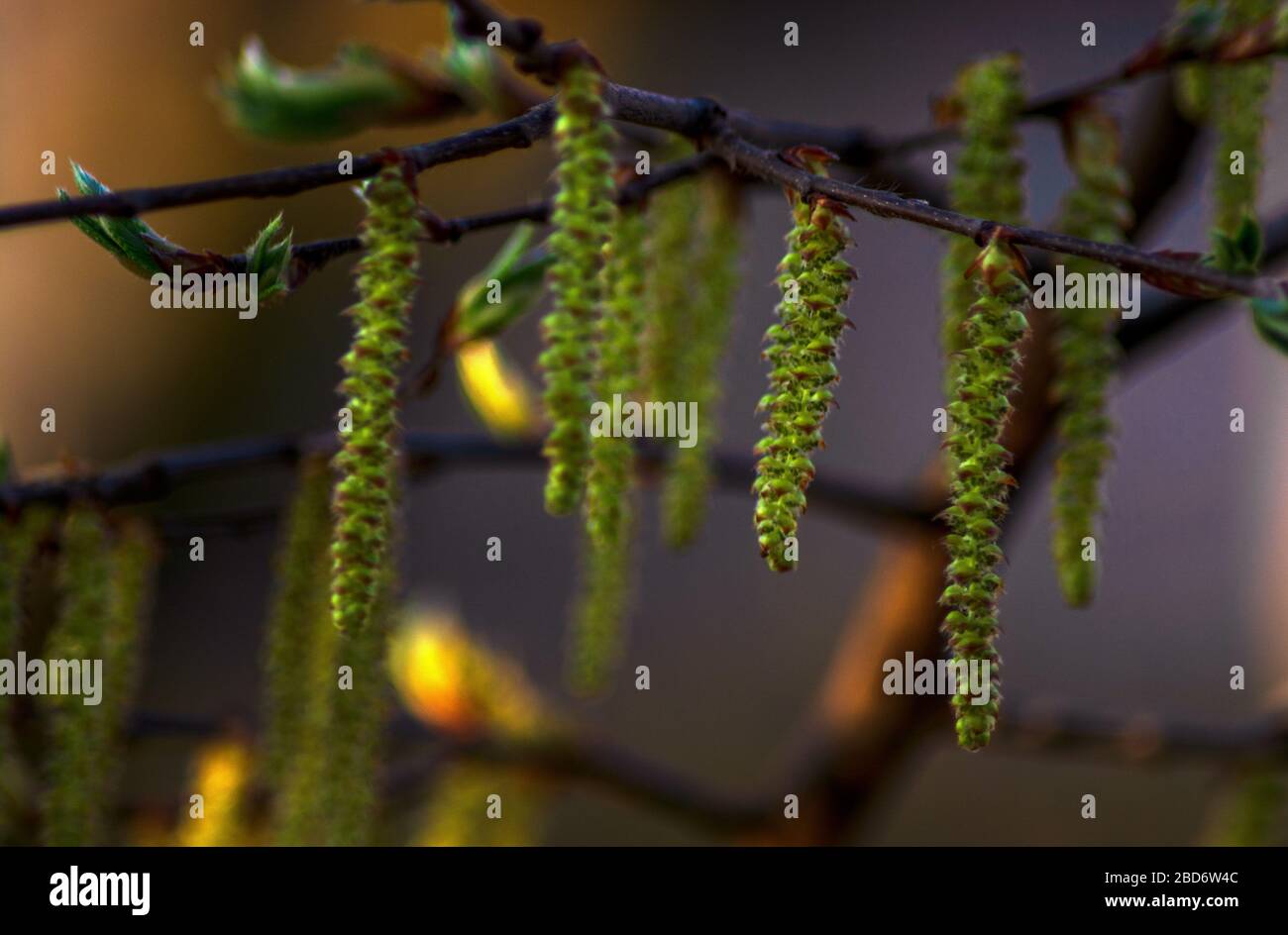 Concetto natura : gemme in primavera Foto Stock