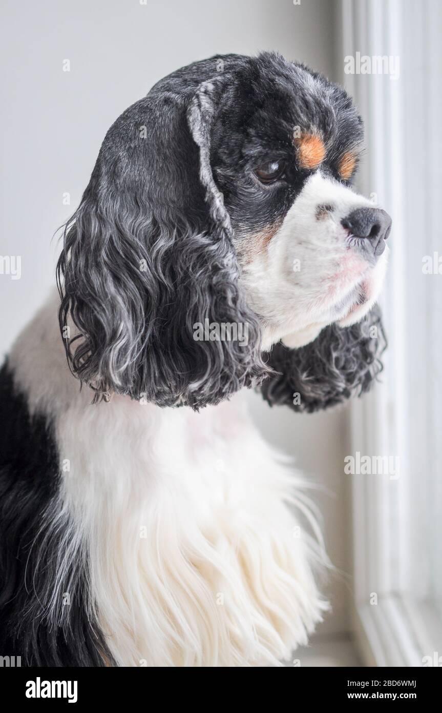 Carino adulto purebred tricolore American Cocker Spaniel al chiuso. Un cane bianco e nero con le sopracciglia marroni. Luce naturale. Foto Stock