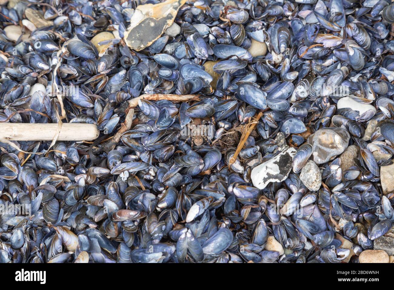 Conchiglie alla spiaggia di Pommle Nakke, Zelanda, Danimarca Foto Stock