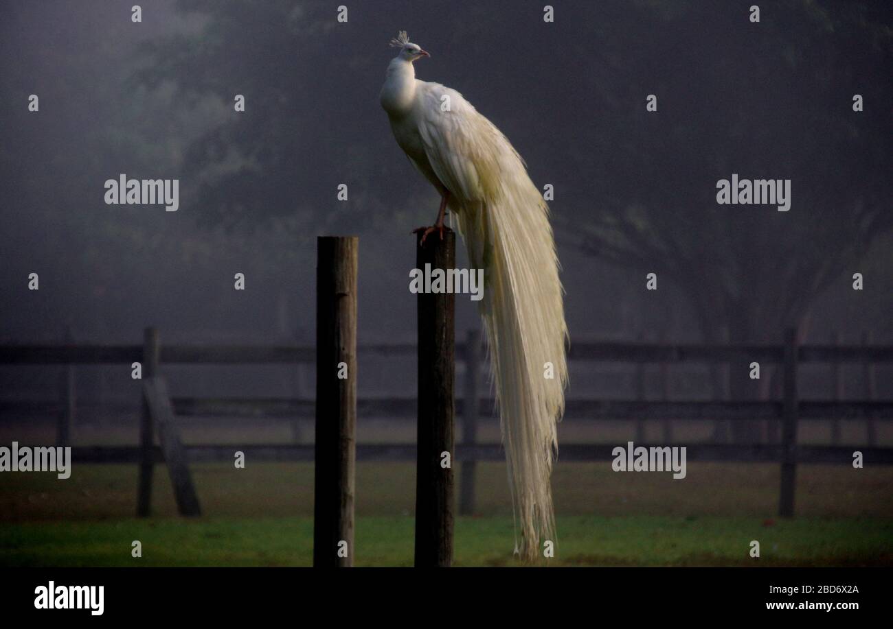 Pavone bianco sul montante Foto Stock