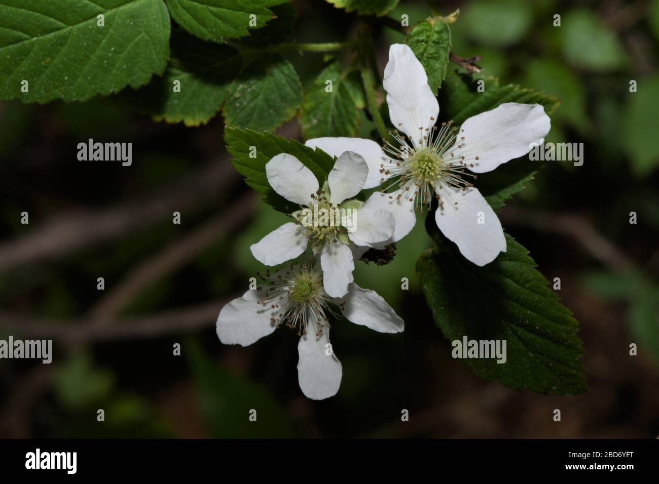 Fiori di mirtilli settentrionali. Foto Stock