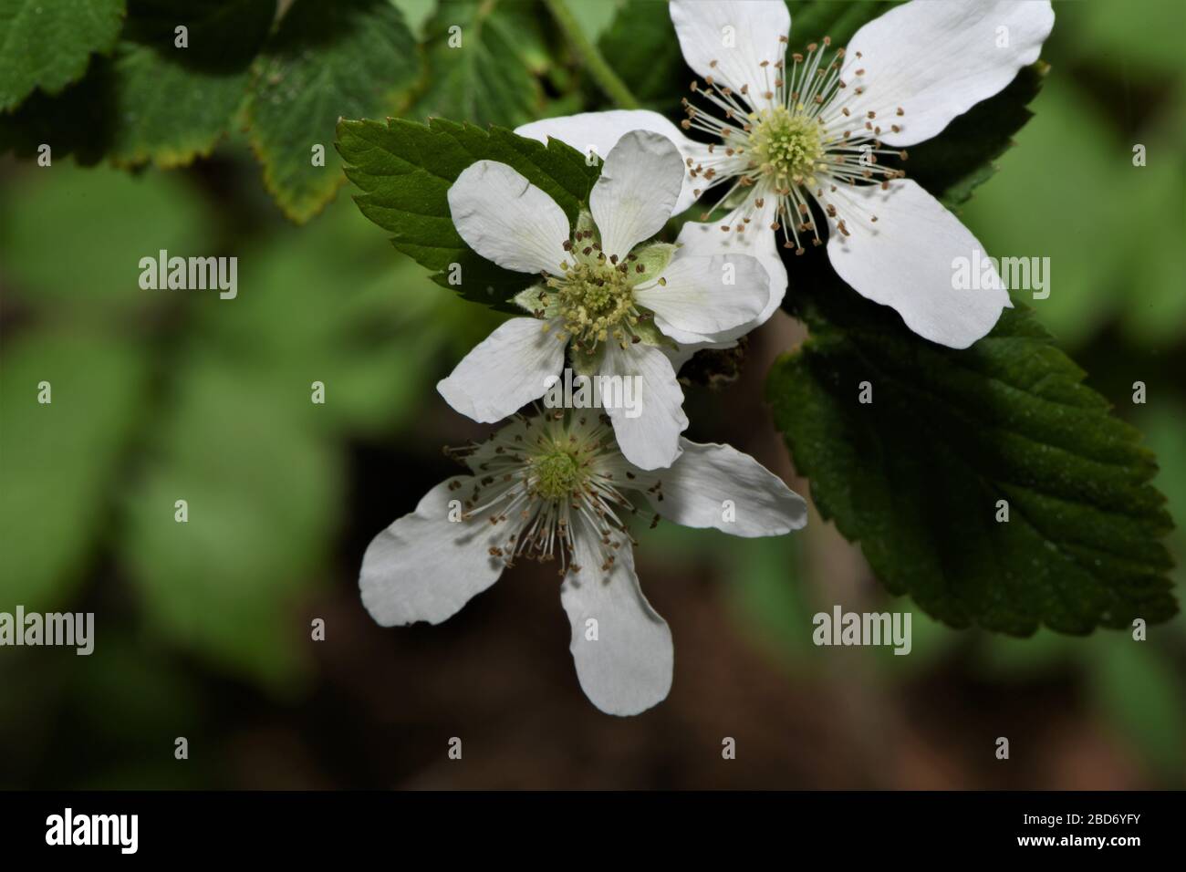 Fiori di mirtilli settentrionali. Foto Stock