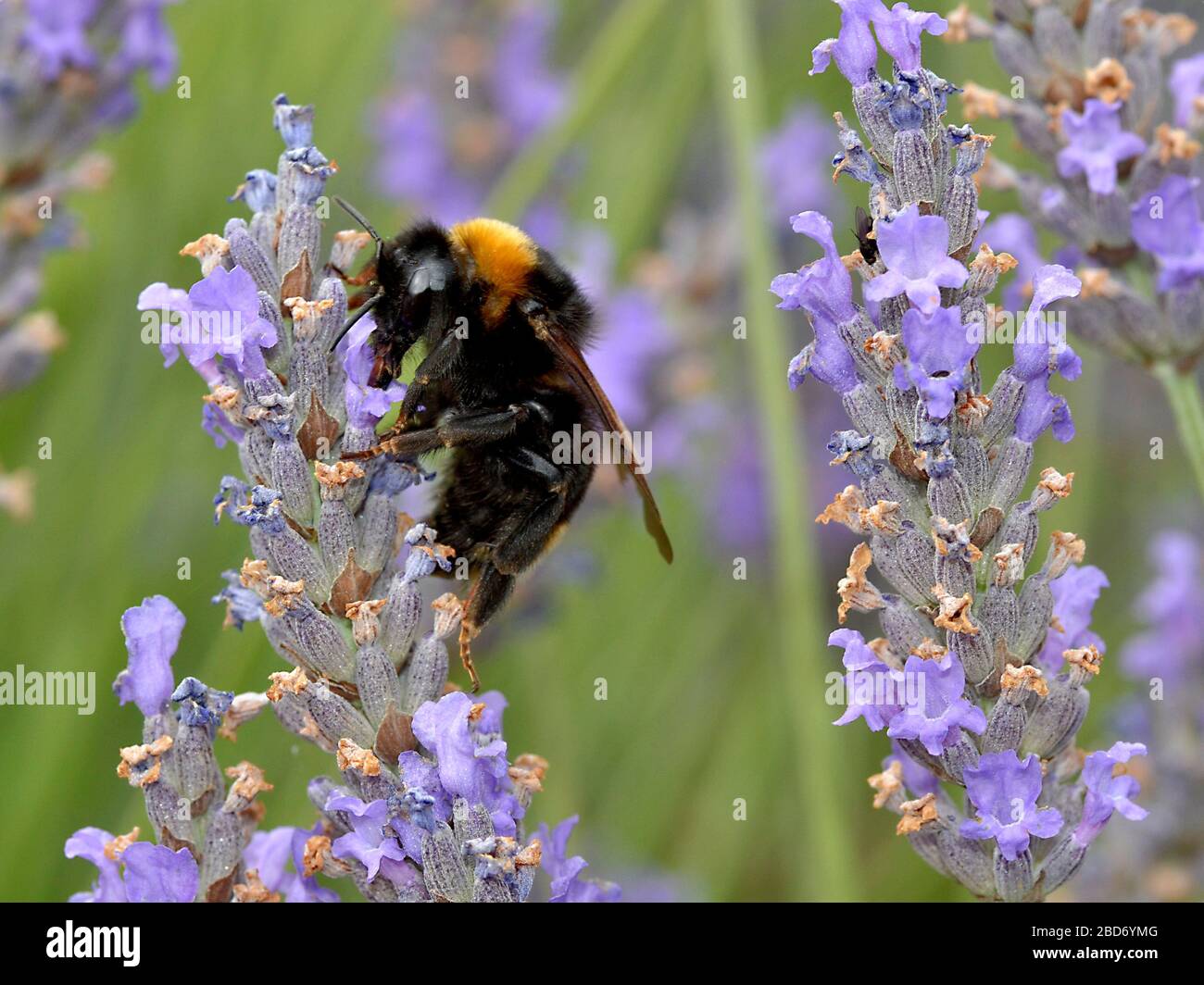 Macro arancio e nero bumblebee (Bombus terrestris) nutrimento di fiori di lavanda Foto Stock