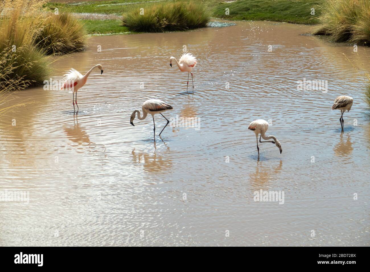 Gruppo di fenicotteri rosa andini vicino a San Pedro de Atacama, deserto di Atacama, Cile. Foto Stock