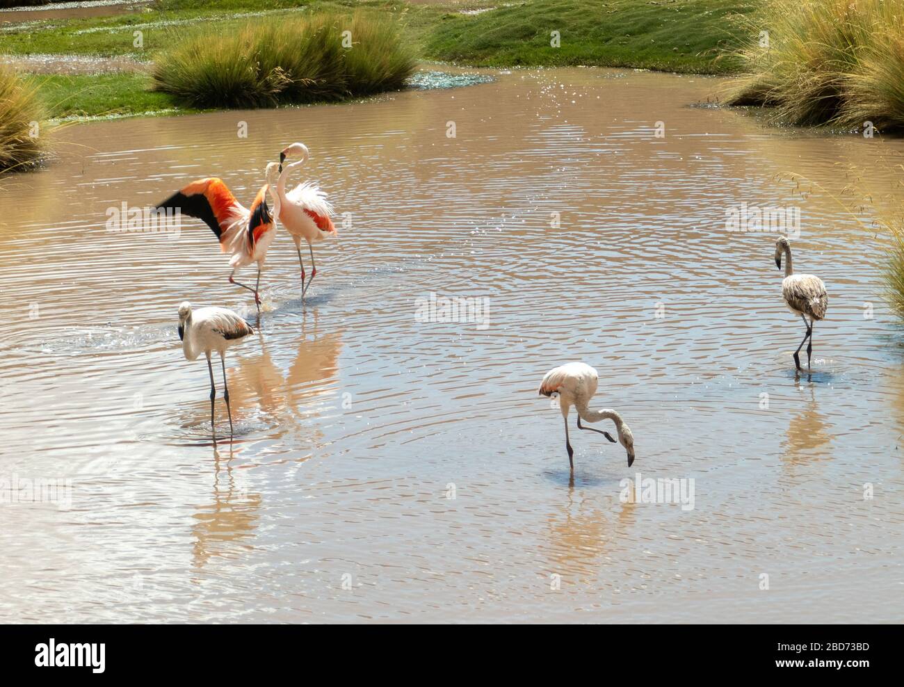 Gruppo di fenicotteri rosa andini vicino a San Pedro de Atacama, deserto di Atacama, Cile. Foto Stock