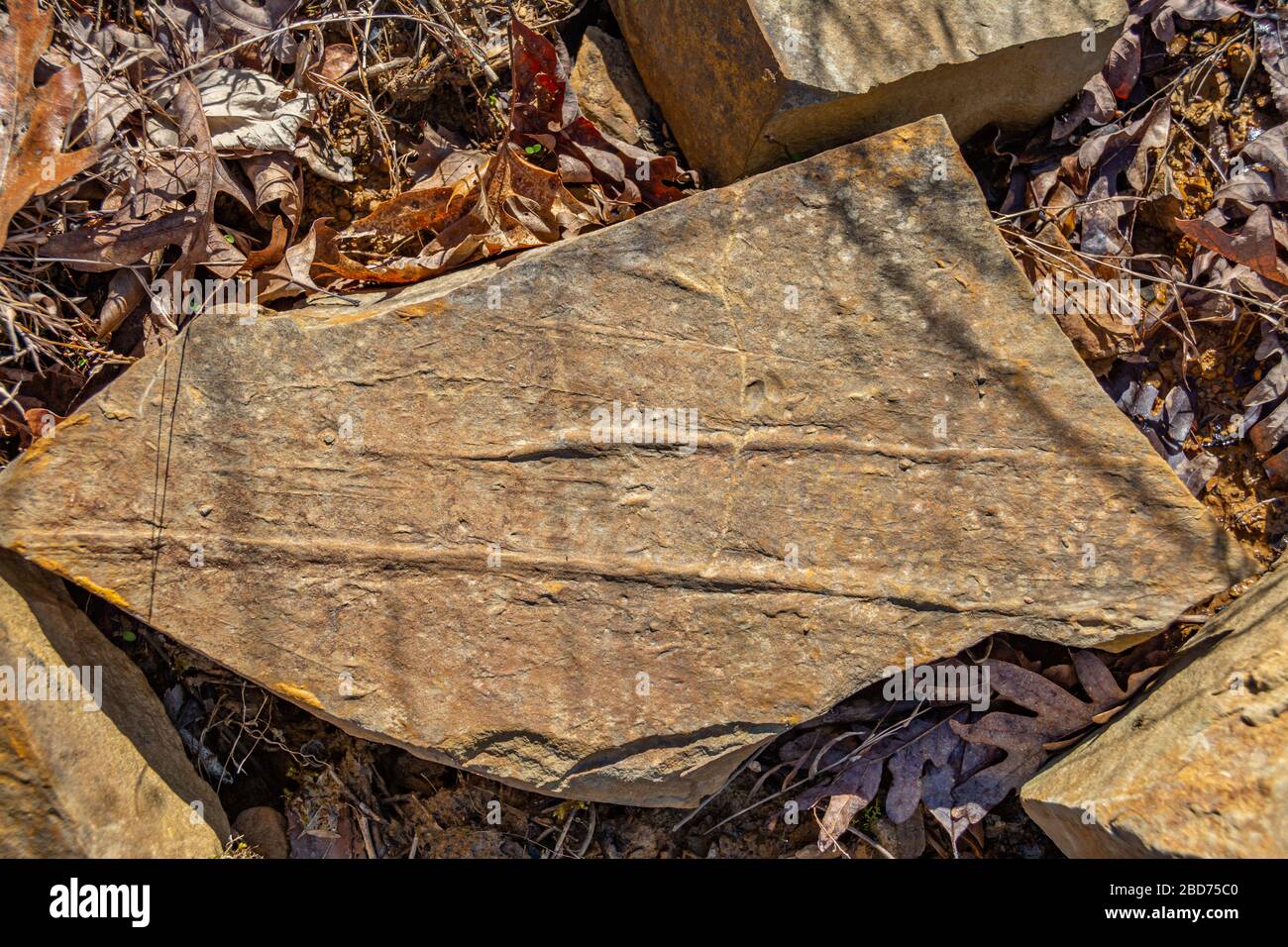 Impressioni fossili in pietra durante l'antico periodo del Mississippio Plateeus al Cave Run Lake in Kentucky Foto Stock