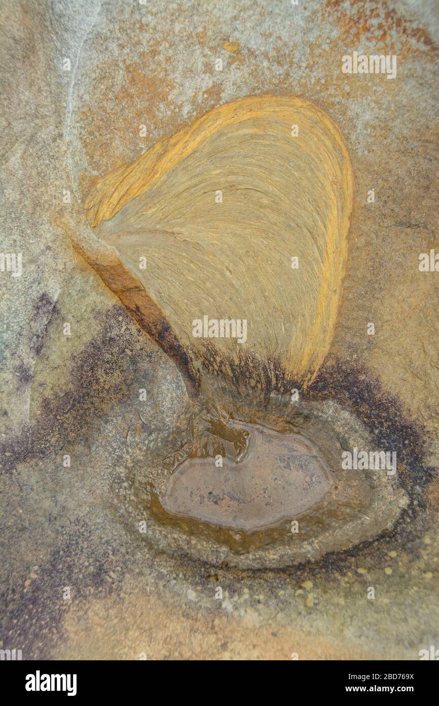 Impressioni fossili in pietra durante l'antico periodo del Mississippio Plateeus al Cave Run Lake in Kentucky Foto Stock