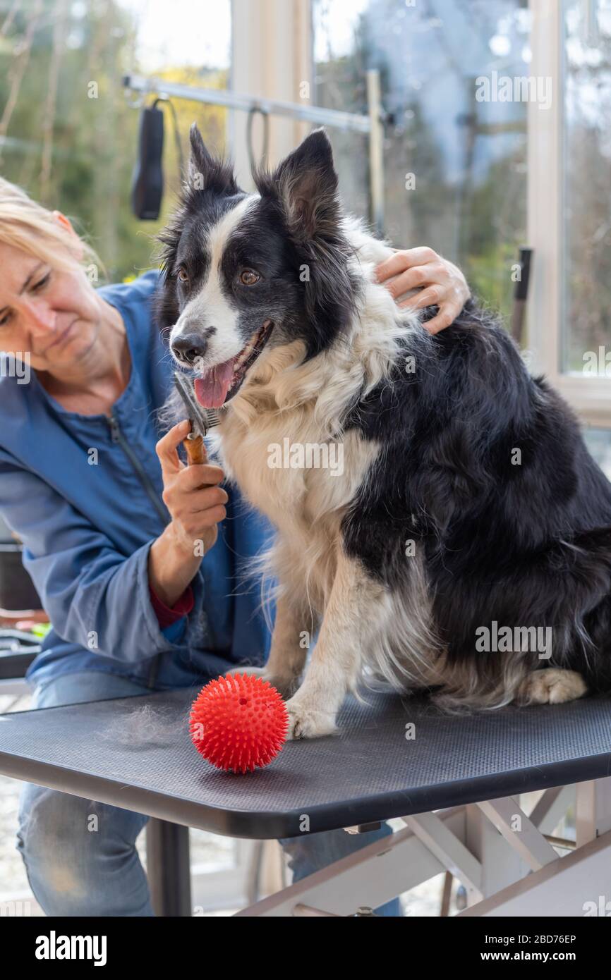 Cura del cane Border Collie. Il cane è seduto sul tavolo da governare. La palla di gioco rossa è posizionata sul tavolo. Foto Stock