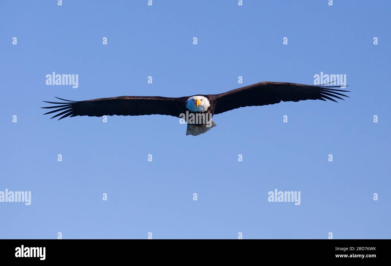 Bald Eagle - Adulti: Volare sulle ali della telecamera si allarga Foto Stock