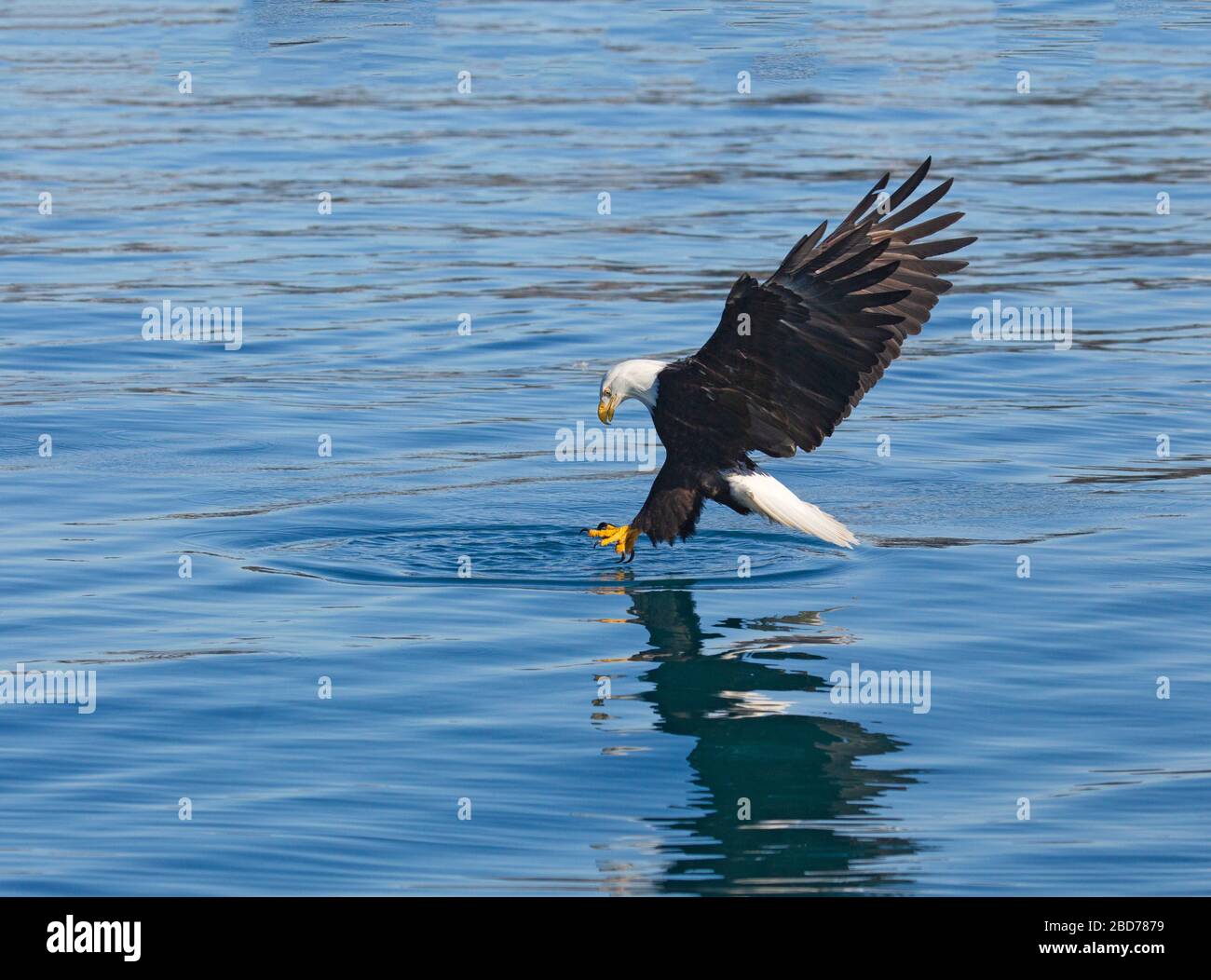 Bald Eagle - Taloni adulti che toccano l'acqua appena prima di colpire Foto Stock