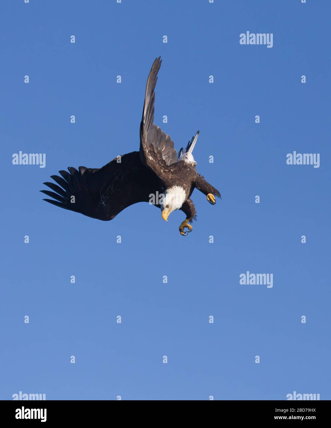 Bald Eagle - Adulti in un'immersione dal cielo Foto Stock