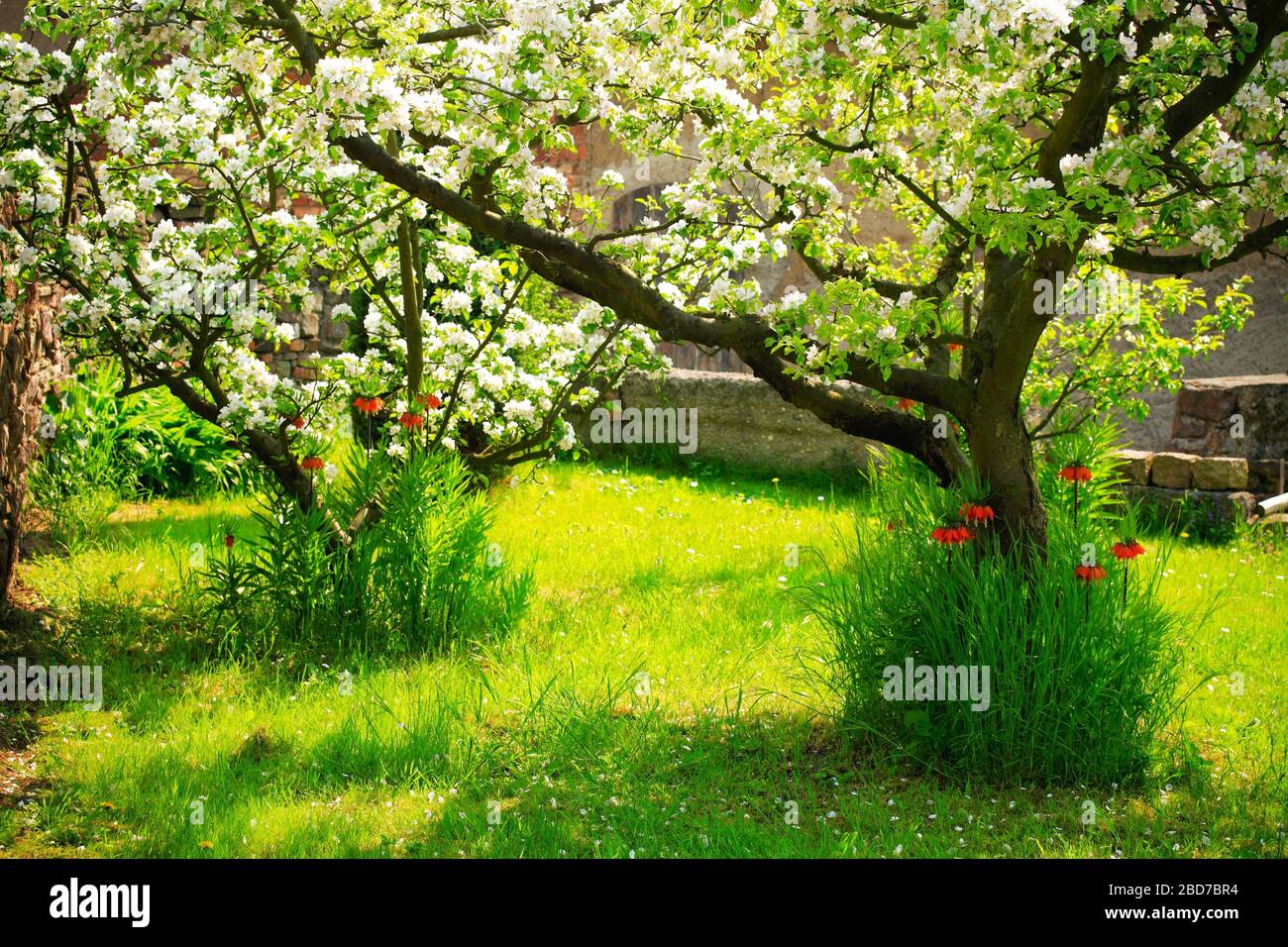 Giardino contadino soleggiato con alberi di melo fioriti e corone imperiali su prati verdi in primavera, Wettin, Saalekreis, Sassonia-Anhalt, Germania Foto Stock