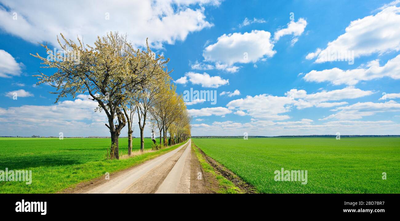 Strada sterrata dritta attraverso campi verdi senza fine, alberi di ciliegio in fiore, cielo blu con nuvole, Burgenlandkreis, Sassonia-Anhalt, Germania Foto Stock
