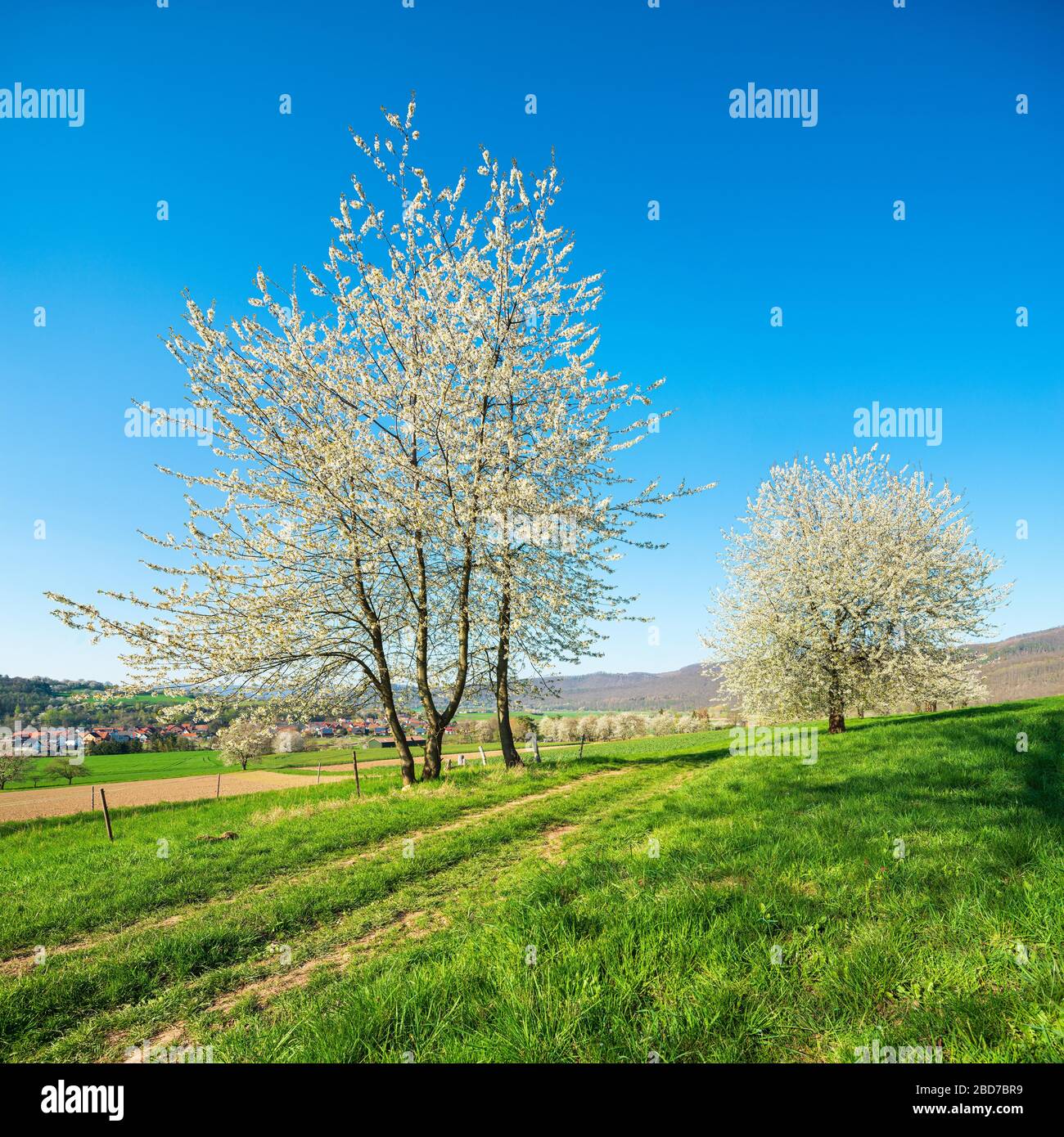 Paesaggio culturale nella valle della Werra in primavera, fiorendo alberi di ciliegio nel campo sotto un cielo blu, vicino Bad Sooden-Allendorf, Hesse, Germania Foto Stock