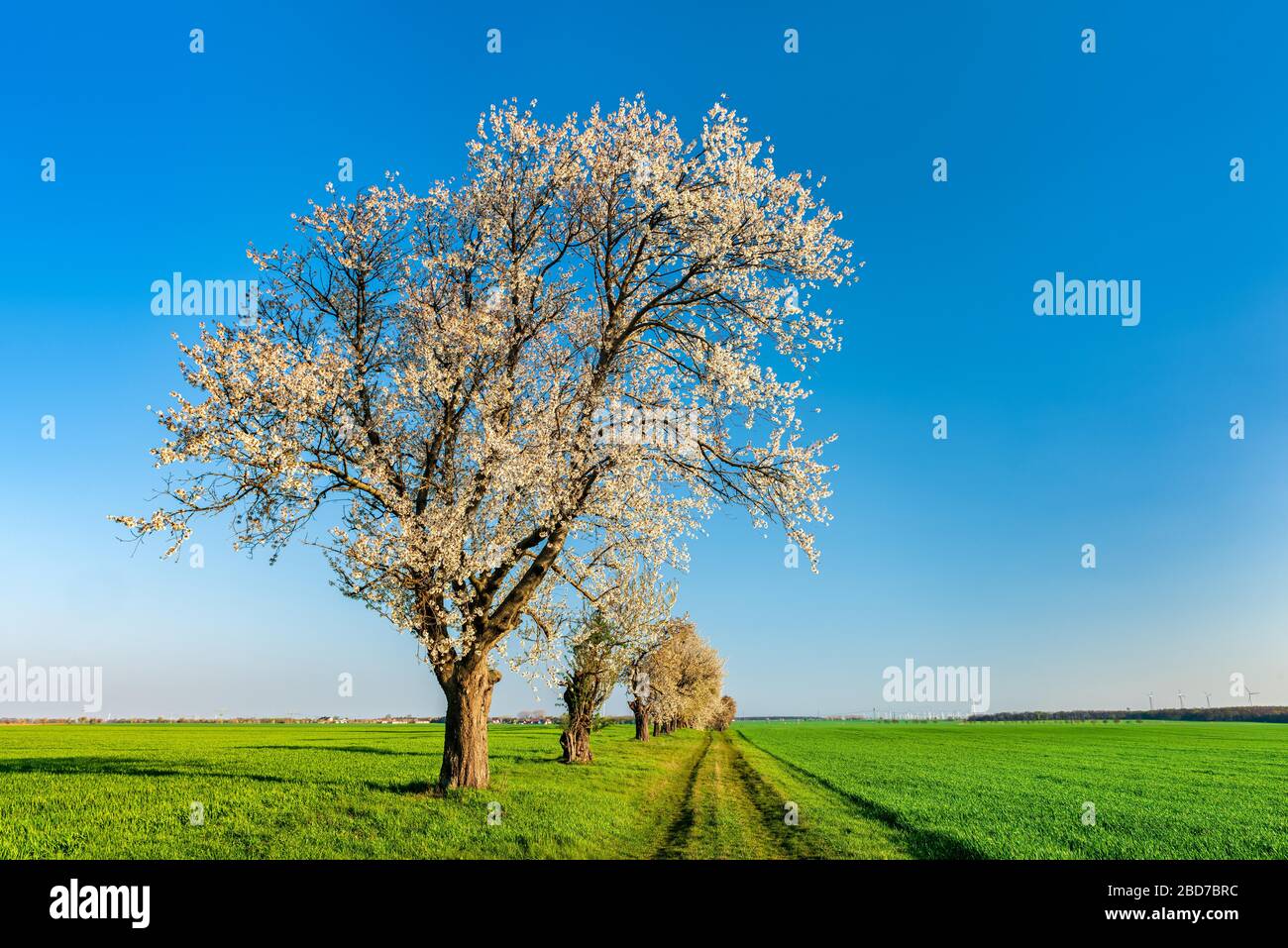 Paesaggio culturale in primavera, alberi di ciliegio in fiore sul percorso campo sotto un cielo blu, campi verdi senza fine, Burgenlandkreis, Sassonia-Anhalt Foto Stock