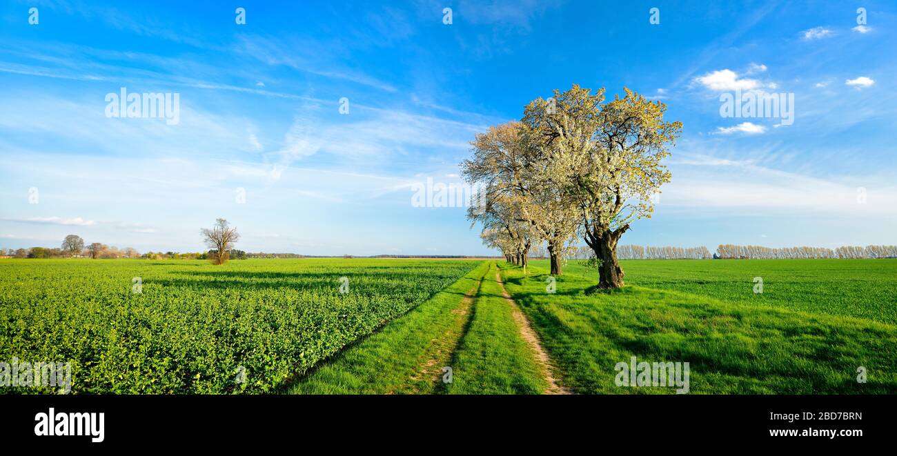 Panorama, strada di campagna attraverso campi verdi, alberi di ciliegio fioriti, cielo blu, luce serale, Burgenlandkreis, Sassonia-Anhalt, Germania Foto Stock