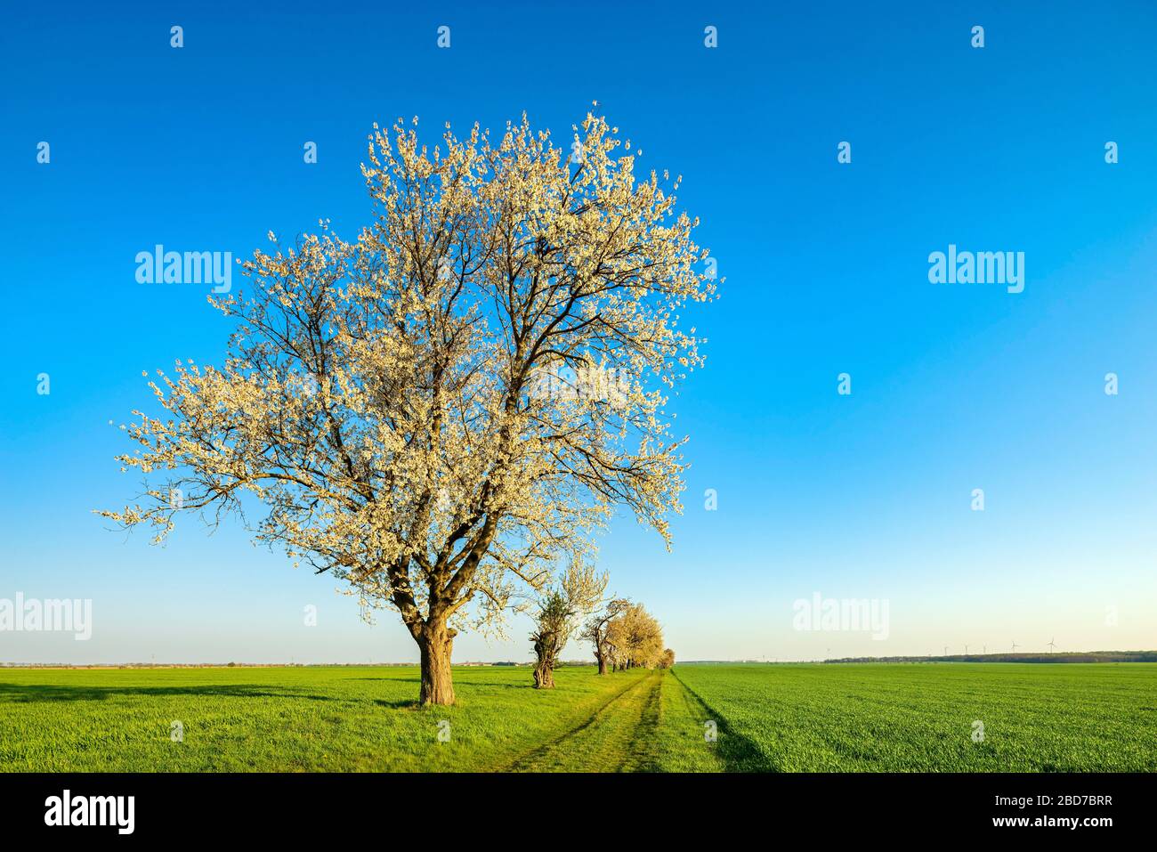 Alberi di ciliegio in fiore su un percorso di campo alla luce del mattino, campi verdi senza fine sotto un cielo blu, Burgenlandkreis, Sassonia-Anhalt, Germania Foto Stock