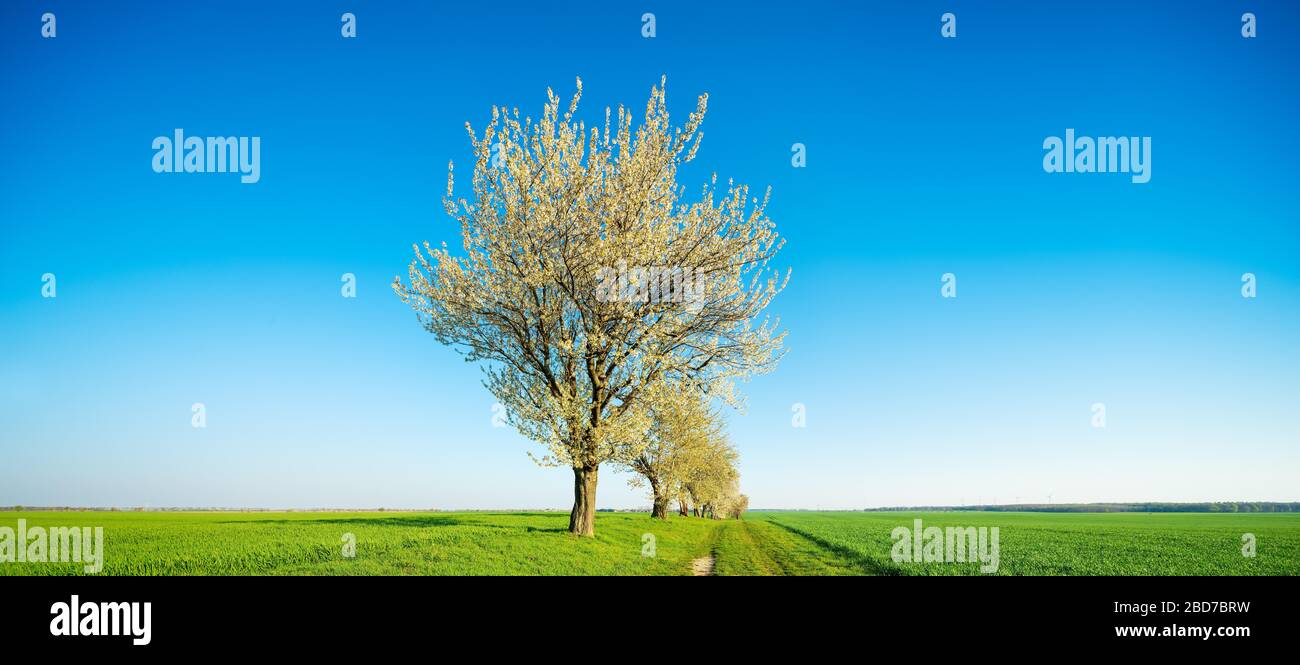 Panorama, alberi di ciliegio in fiore sul percorso campo, campi verdi senza fine sotto il cielo blu, Burgenlandkreis, Sassonia-Anhalt, Germania Foto Stock