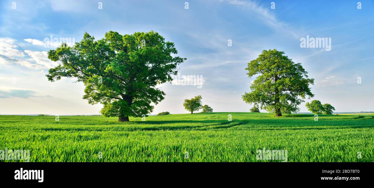Querce giganti (Quercus Robur) su prati verdi in primavera sotto un cielo blu, Meclemburgische Schweiz, Meclemburgo-Pomerania occidentale Foto Stock