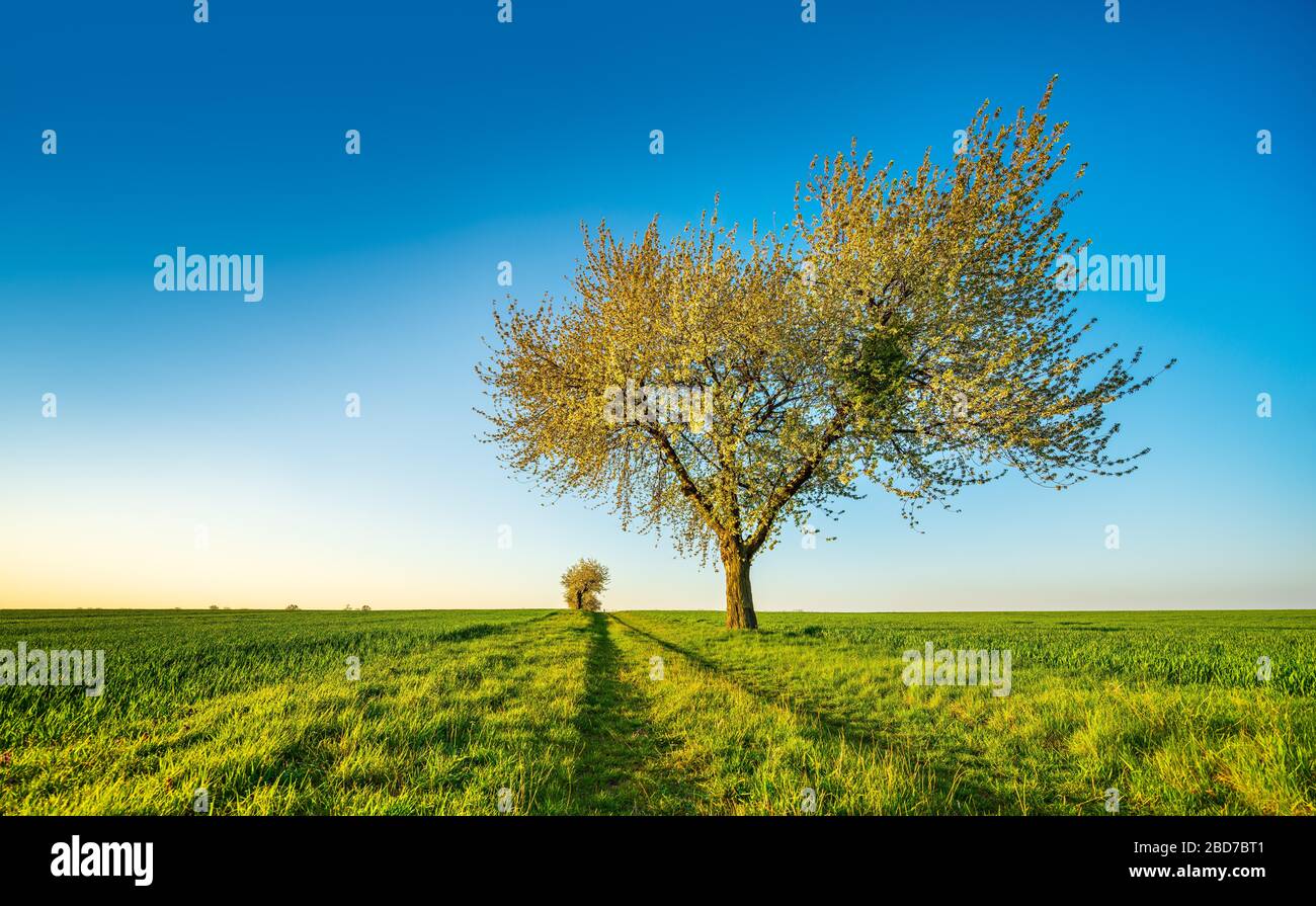 Panorama, grande albero di ciliegio fiorito sul campo percorso, campi verdi senza fine sotto il cielo blu, Burgenlandkreis, Sassonia-Anhalt, Germania Foto Stock