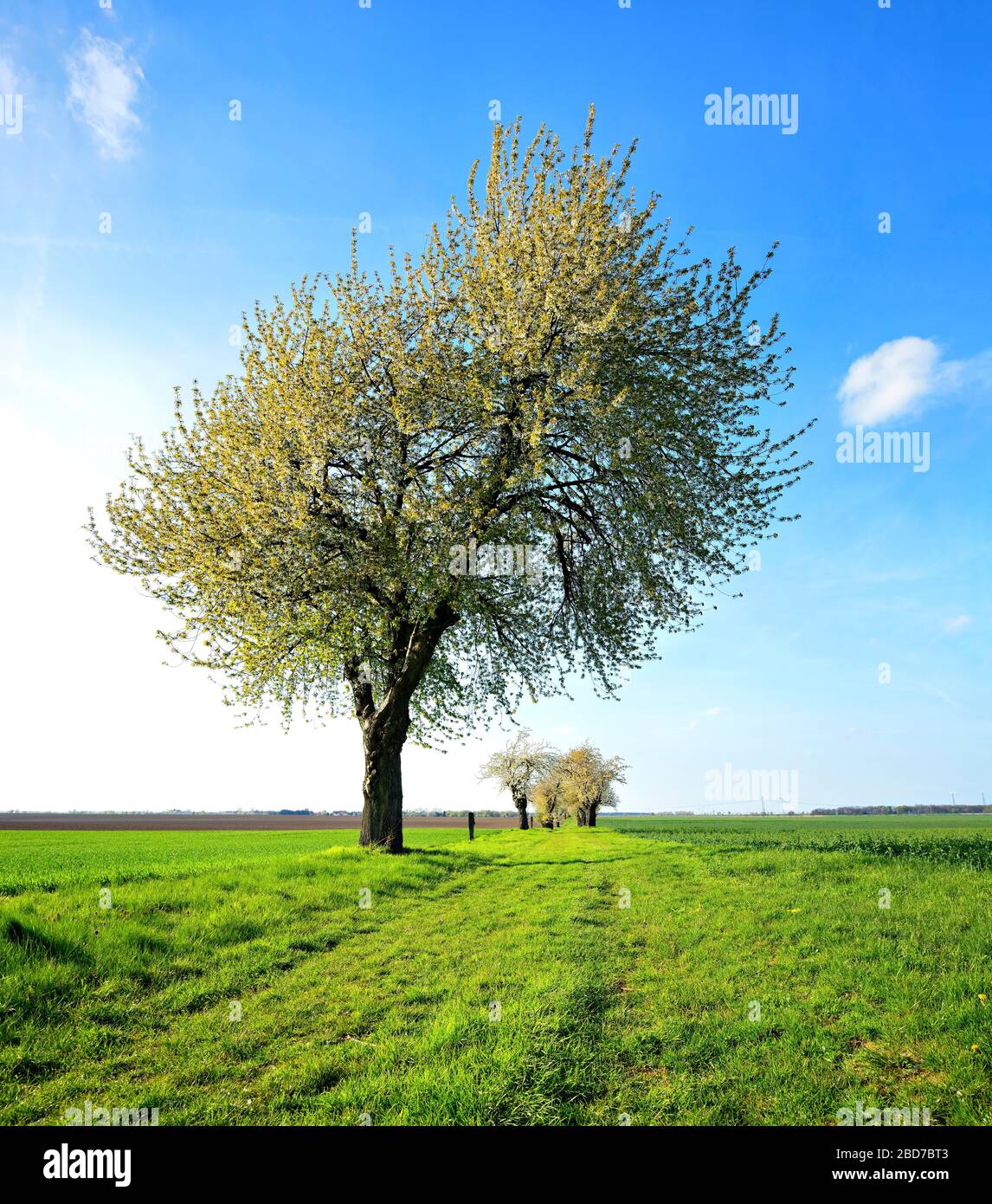 Campo verde, la fioritura dei ciliegi (prunus), cielo blu, Burgenlandkreis, Sassonia-Anhalt, Germania Foto Stock