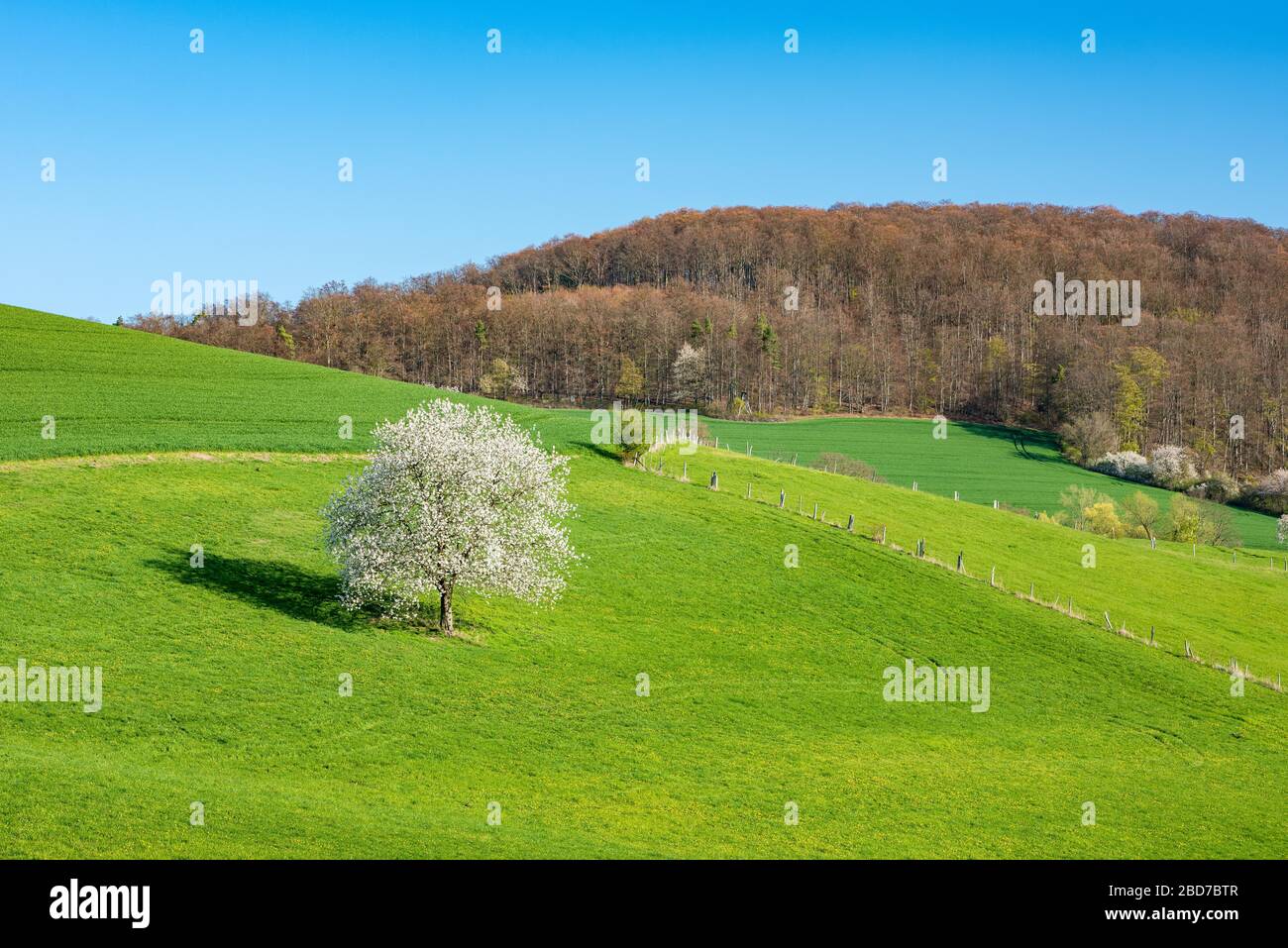 Paesaggio con ciliegio fiorito su un prato verde sotto il cielo blu, vicino a Witzenhausen, Hesse, Germania Foto Stock