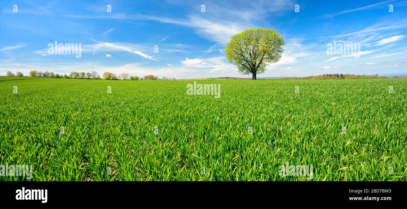 Campo verde con castagno solitario (Aesculus), cielo blu con nuvole bianche, Burgenlandkreis, Sassonia-Anhalt, Germania Foto Stock