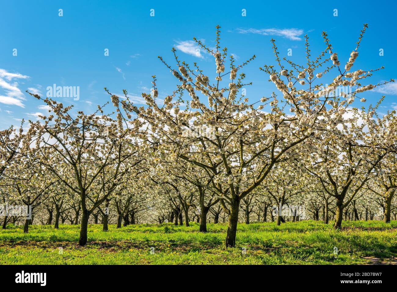 Piantagione di frutta in primavera, alberi di ciliegio in fiore sotto un cielo blu, vicino Witzenhausen, Hesse, Germania Foto Stock