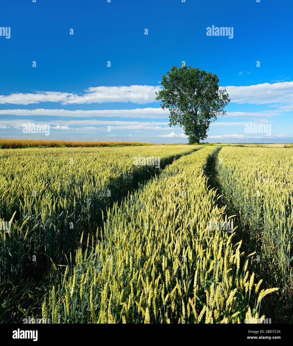 Paesaggio culturale in estate, campo di grano, vicolo conduce al quadro, cielo blu con nubi di cumulo, albero solitario all'orizzonte, vicino Wettin Foto Stock