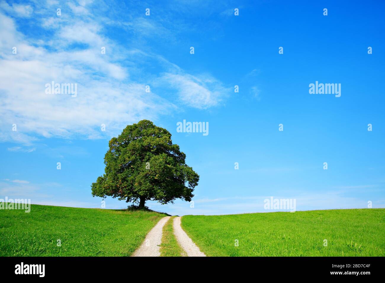 Percorso campo attraverso campi verdi conduce al tiglio solitario (Tilia) sulla collina, cielo blu, vicino Mindelheim, Allgaeu, Baviera, Germania Foto Stock