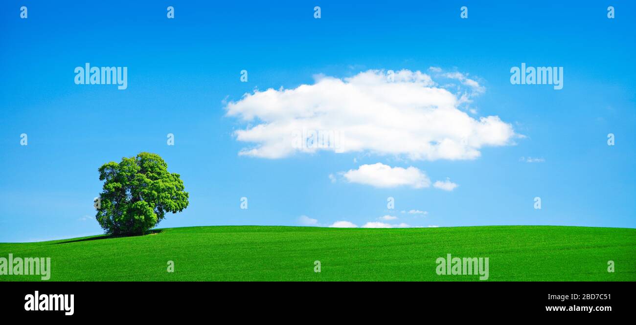Panorama, grande tiglio solitario (Tilia) su prato verde, cielo blu con nuvole, Baviera, Germania Foto Stock