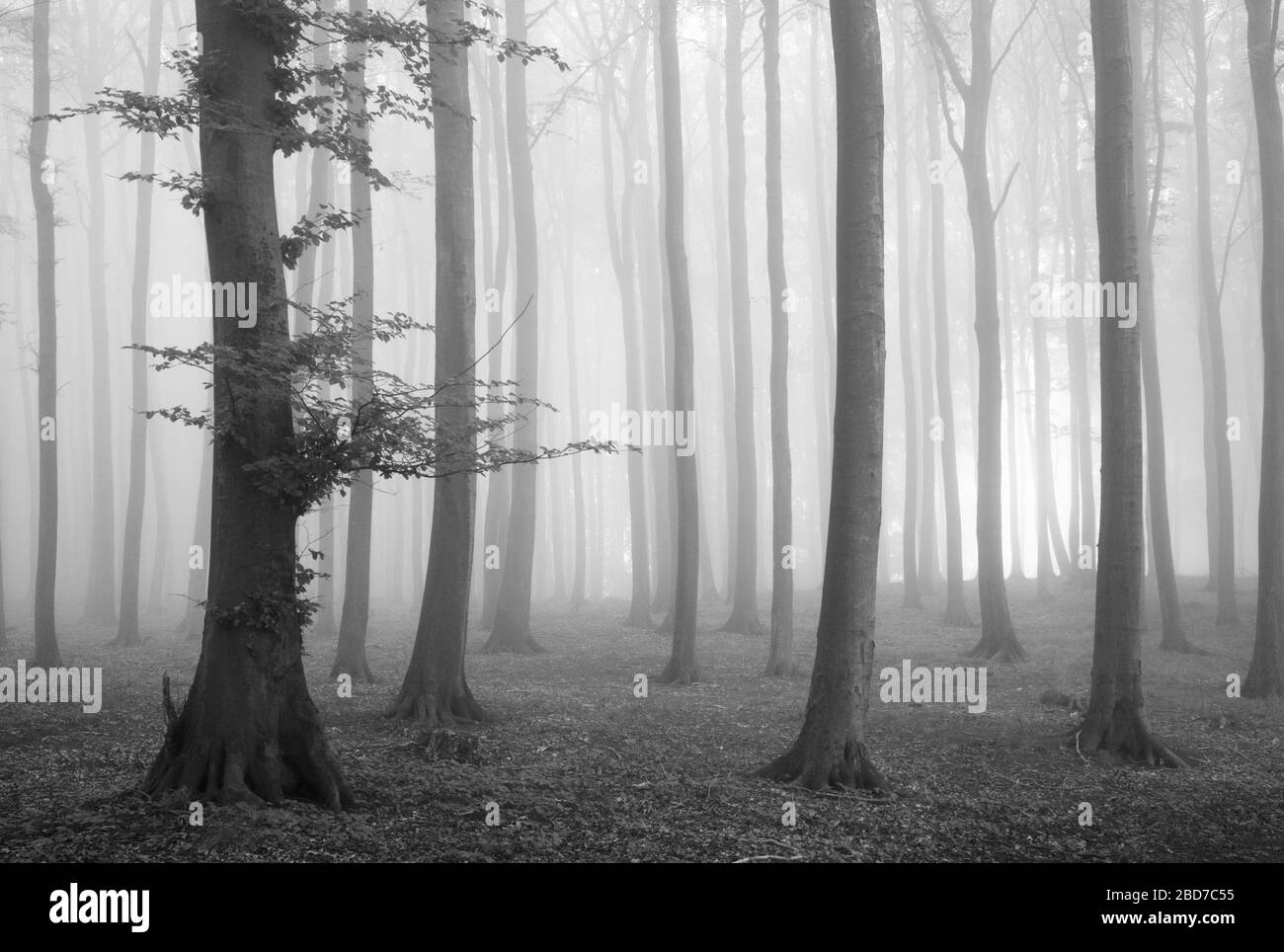 Faggeta in fitta nebbia, bianco e nero, patrimonio dell'umanità dell'UNESCO Old Faggio foreste, Jasmund National Park, Ruegen Island, Mecklenburg-Western Foto Stock