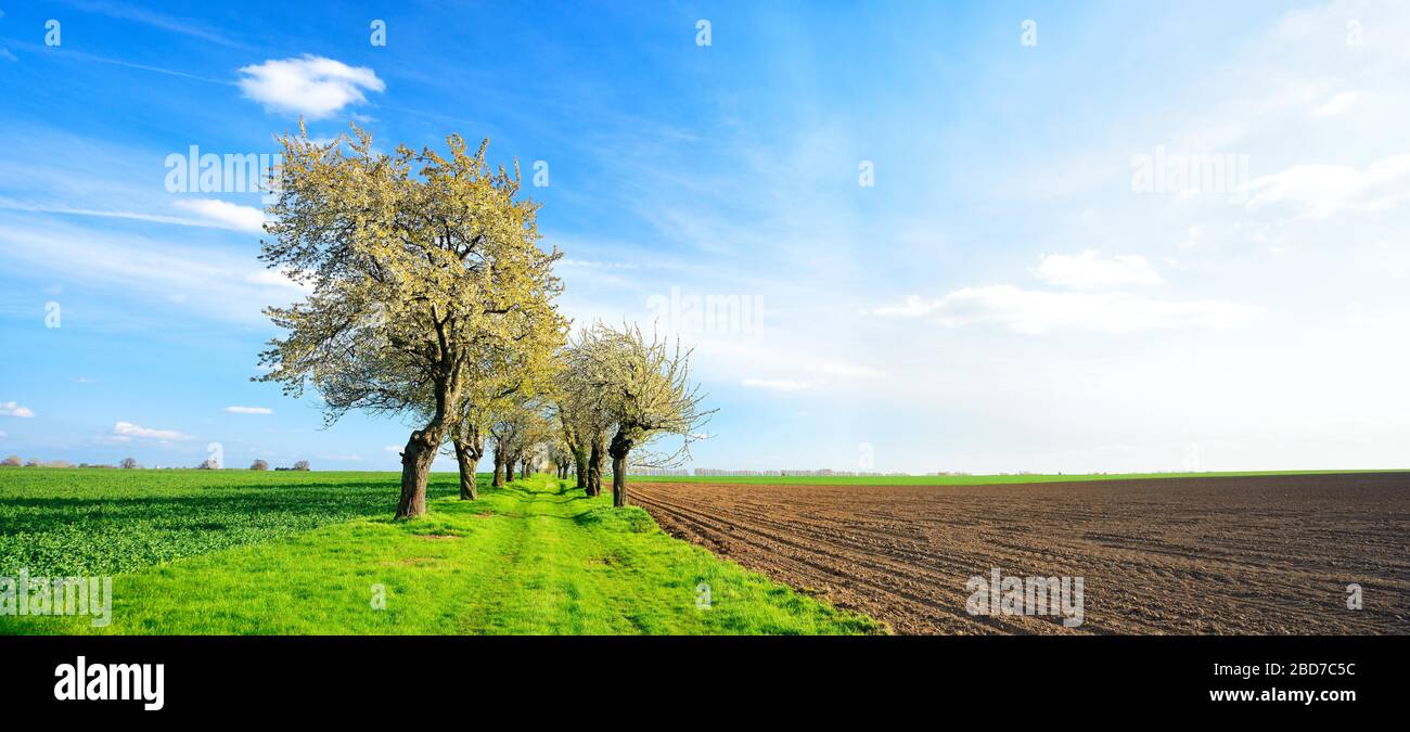 Campo percorso con alberi di ciliegio in fiore, campi verdi, campi arati, cielo blu con nuvole, Burgenlandkreis, Sassonia-Anhalt, Germania Foto Stock