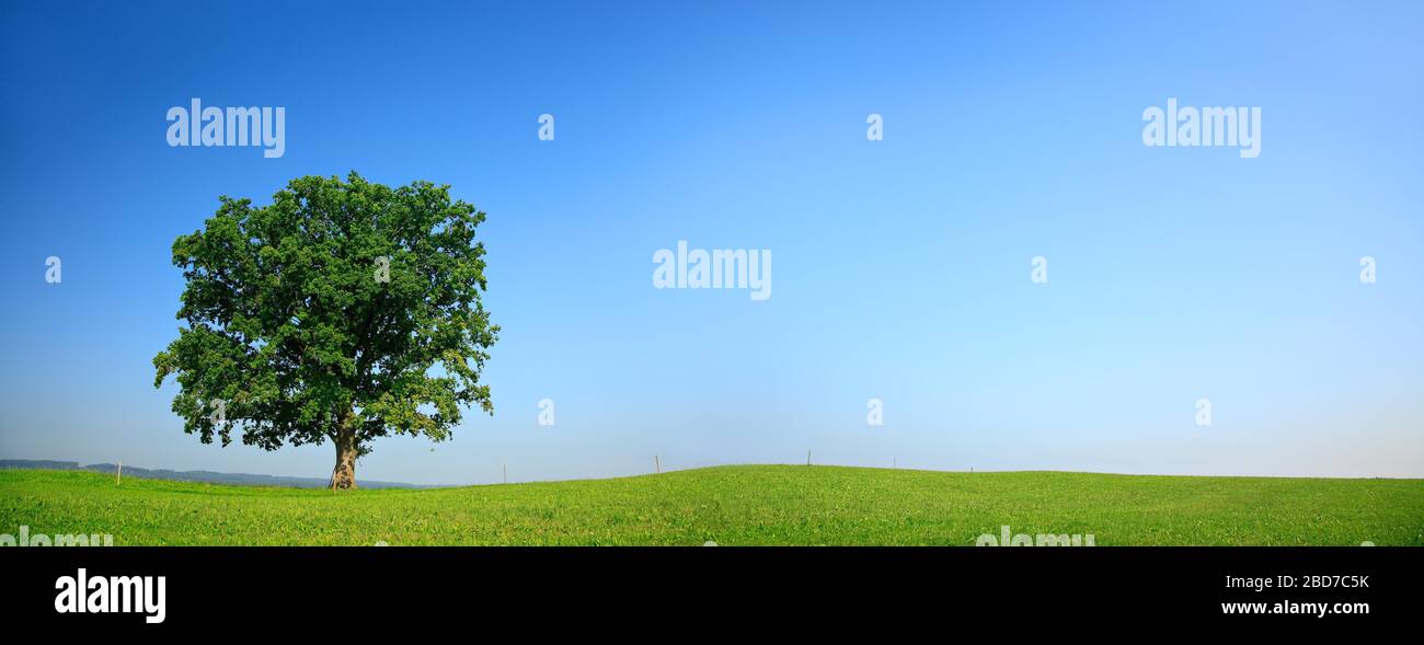 Solitario vecchio albero di quercia su prato verde, cielo blu, panorama, Baviera, Germania Foto Stock