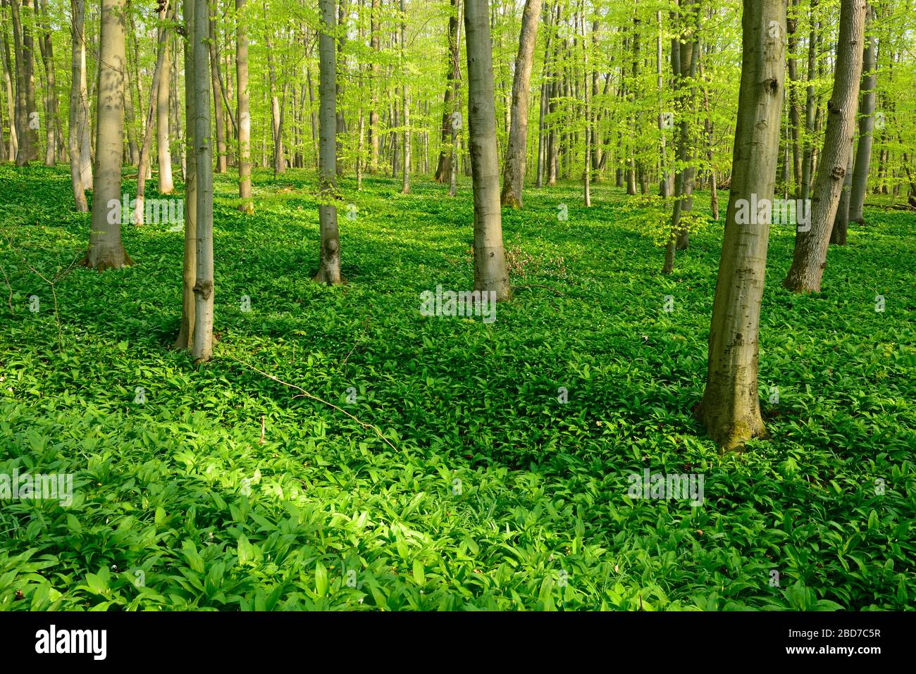 Soleggiato, incontaminata foresta naturale di faggio in primavera, verde fresco fogliame, aglio selvatico copre il terreno, Patrimonio Naturale dell'Umanità dell'UNESCO 'Primeval Foto Stock