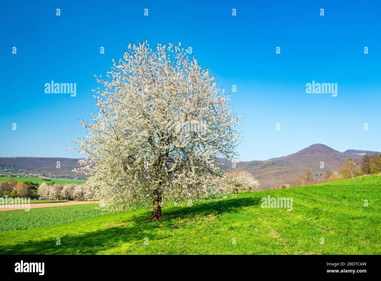 Paesaggio culturale nella valle della Werra in primavera, fioritura di ciliegi nel campo sotto un cielo blu, vicino Bad Sooden-Allendorf, Hesse, Germania Foto Stock