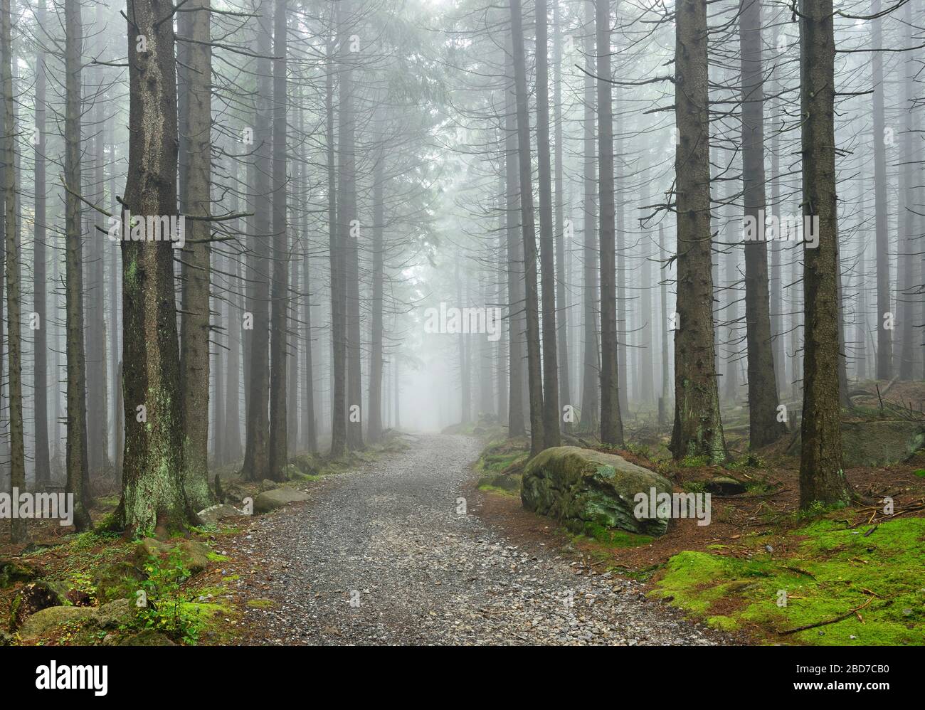 Percorso attraverso la foresta di abeti, Parco Nazionale di Harz, vicino Schierke, Sassonia-Anhalt, Germania Foto Stock