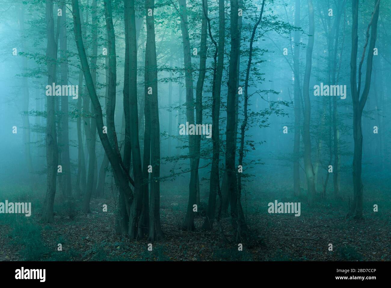 Misteriosa foresta scura con nebbia all'alba, vicino a Freyburg, Burgenlandkreis, Sassonia-Anhalt, Germania Foto Stock