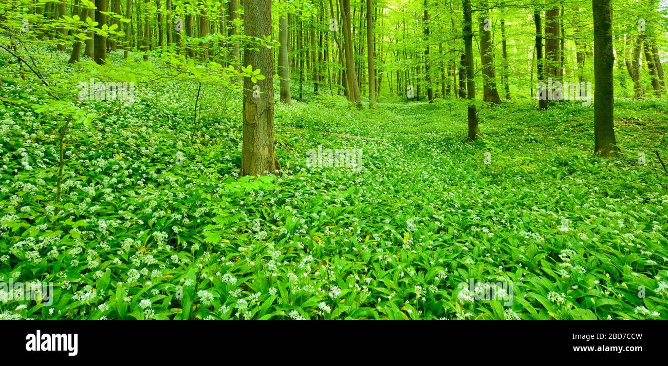 Panorama, incontaminata foresta naturale di faggi in primavera, verde fresco fogliame, fioritura aglio selvatico copre il terreno, patrimonio dell'umanità dell'UNESCO Foto Stock