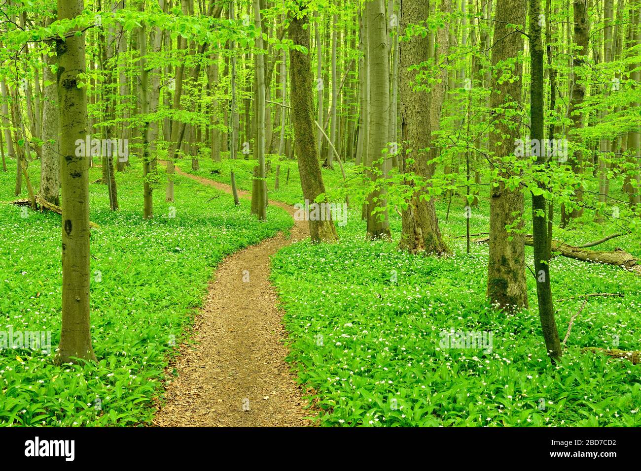 Sentiero escursionistico attraverso la foresta semi-naturale di faggio in primavera, verde fresco fogliame, l'aglio dell'orso fiorisce, patrimonio naturale dell'UNESCO 'Primeval Foto Stock