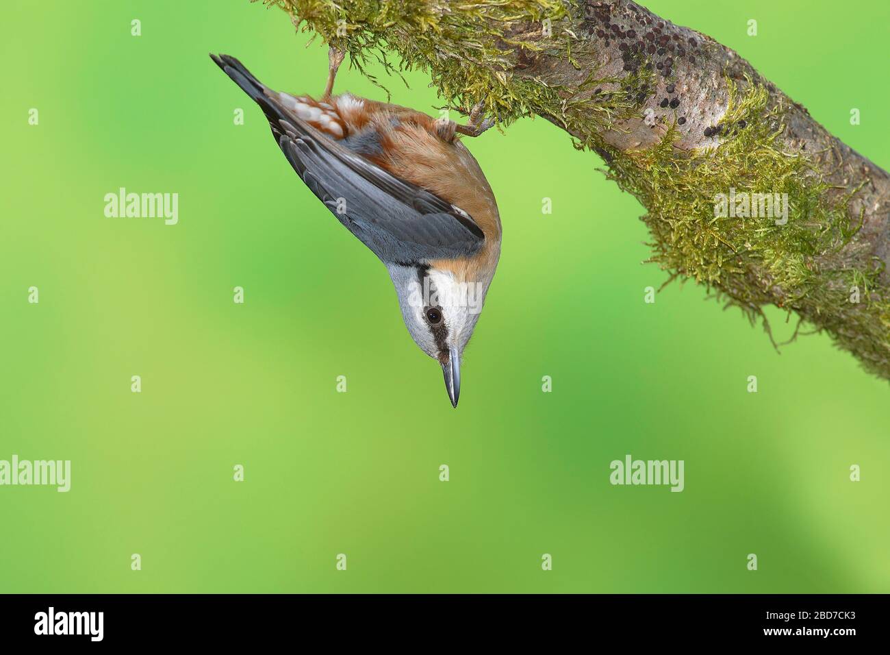 Nuthatch eurasiatico (Sitta europaea) appeso a testa in giù su un ramo di muschio, Siegerland, Renania settentrionale-Vestfalia, Germania Foto Stock