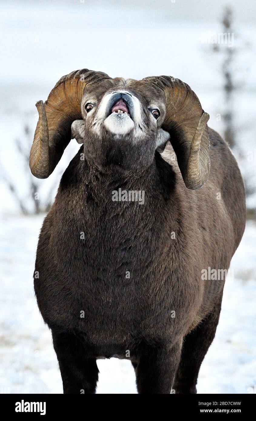 Una vista frontale di un adulto maschio Bighorn pecora 'Orvis canadensis', che fa odore di una femmina nella stagione di rutting nel Jasper National Park Alberta Canada Foto Stock