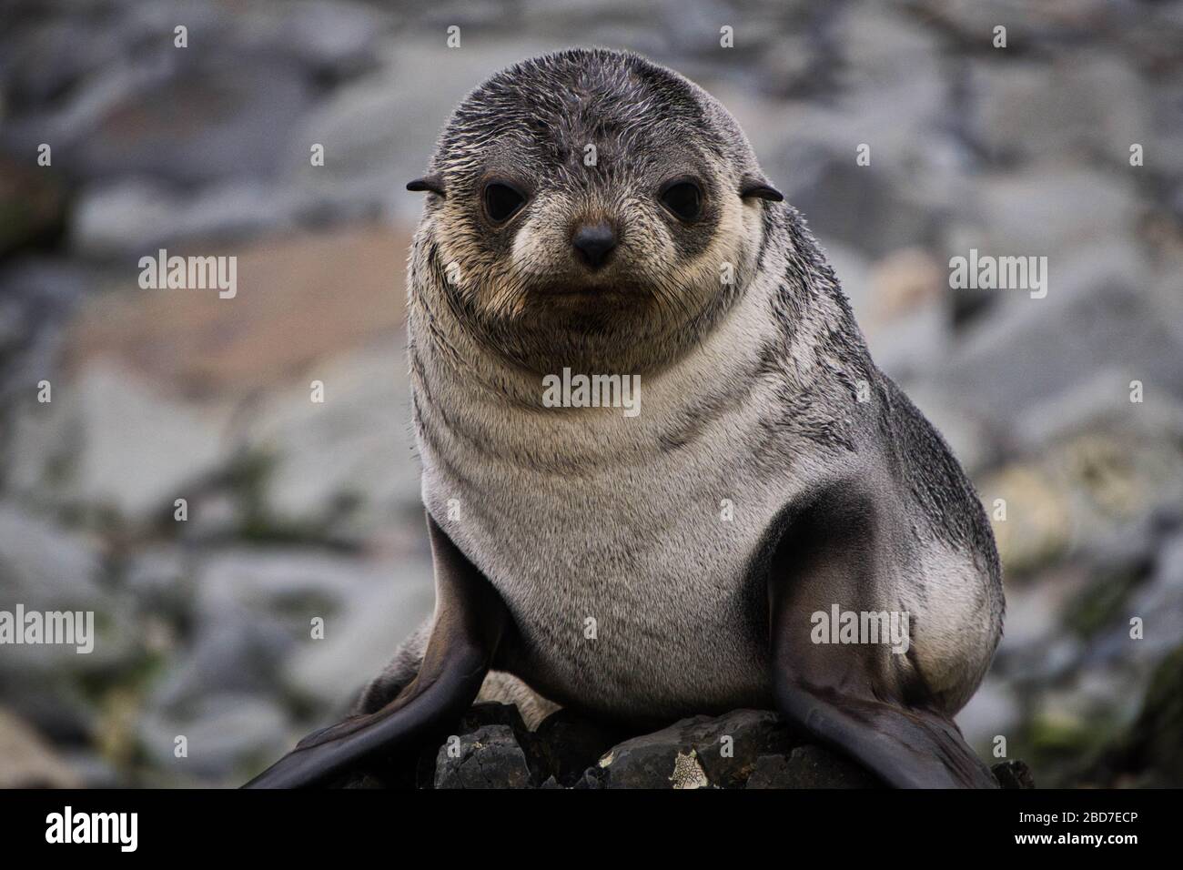 Una foca giace sulle rocce nella Georgia del Sud vicino all'Antartide Foto Stock