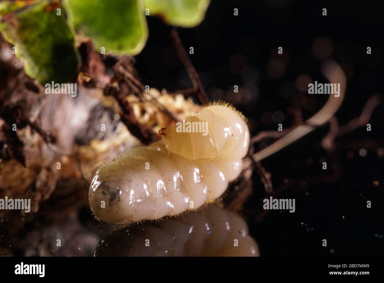 Una larva della formica di toro australiana Myrmecia pyriformis che cerca di costruire un bozzolo mentre si riflette nello specchio. Foto Stock